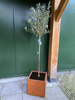 cortenstaal_vierkante_plantenbak_olijfboom