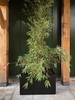 zwarte_rechthoek_plantenbak_bamboe