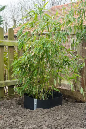 wortelbegrenzer_zwart