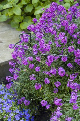 sierlijke_plantensteun_1