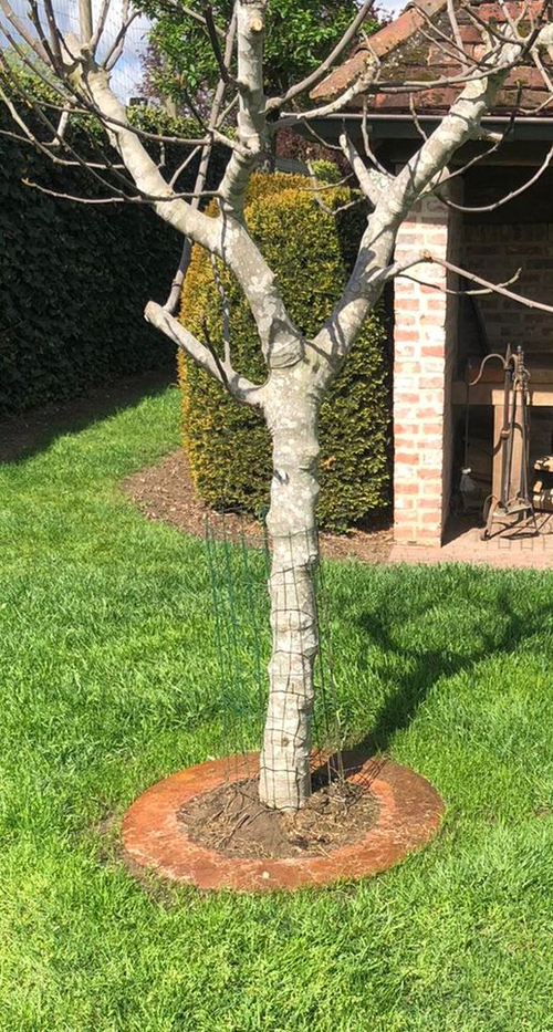 cortenstaal_boomrand_geplaatst